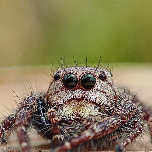 Photo #7211097