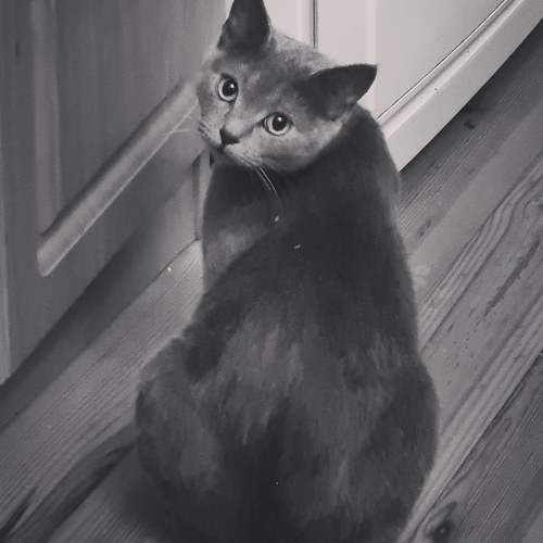 Photo #7212887