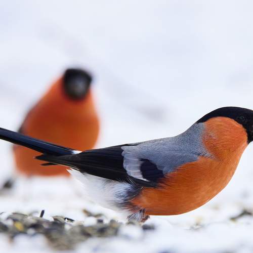 Photo #7213543