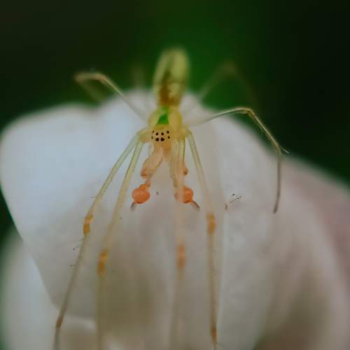 Beautiful spider
