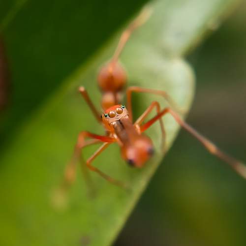 Jumping spider