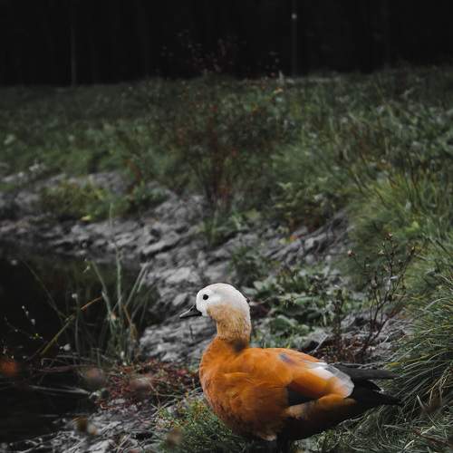 Photo #7214965