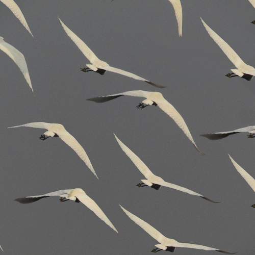 Photo #7215110