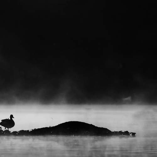 Greylag goose