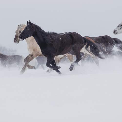 Photo #7218080