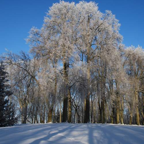 Морозное утро