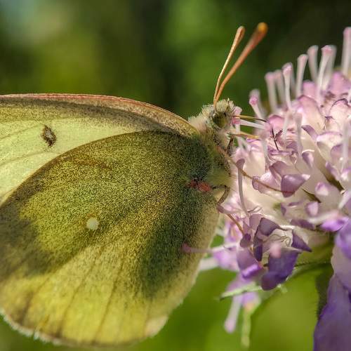 Photo #7220211