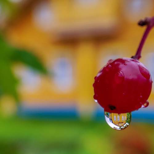 Photo #7220332