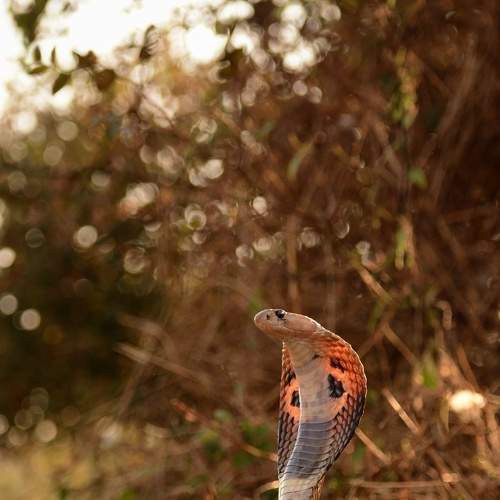 Indian Cobra