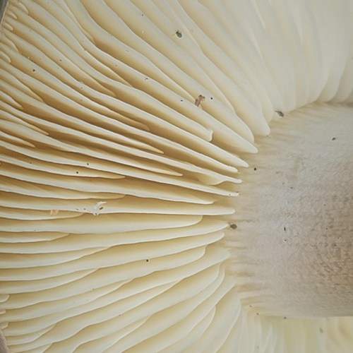 Photo #7222023