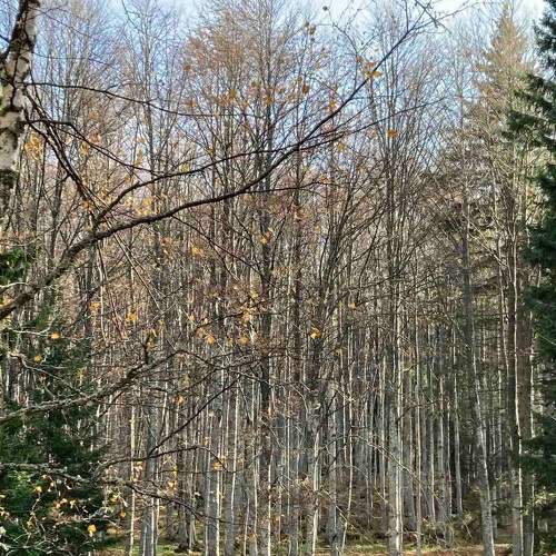 Photo #7222743