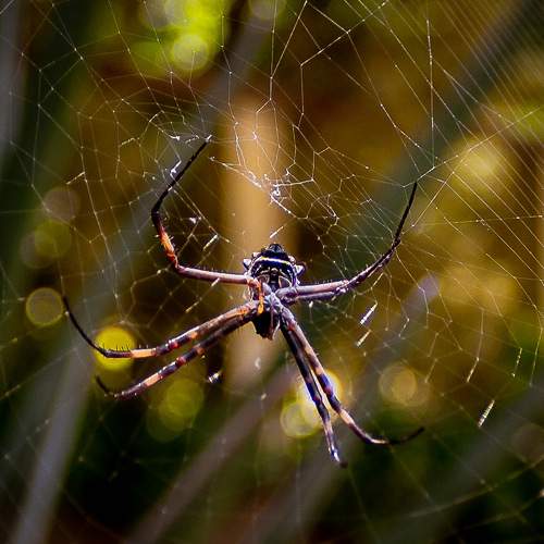 Spider in the web