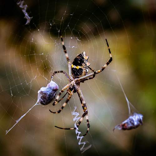 Spider and its preys