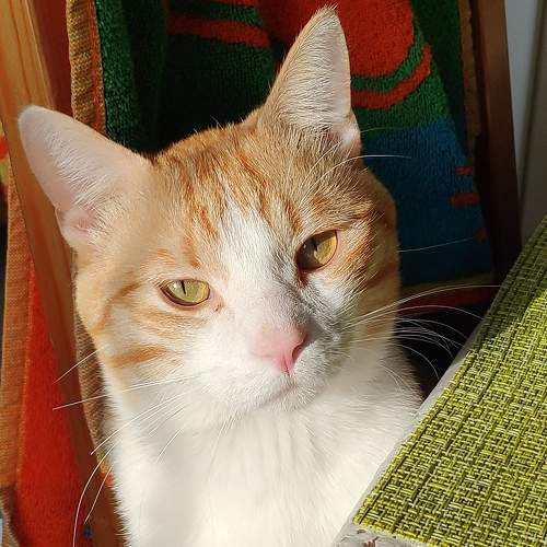 Photo #7223299