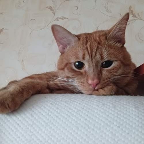 Photo #7223949