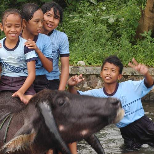 Childs Play with Buffalo