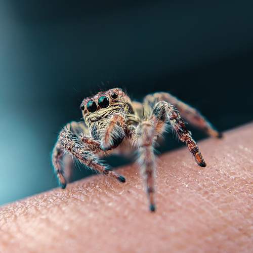 Photo #7225107