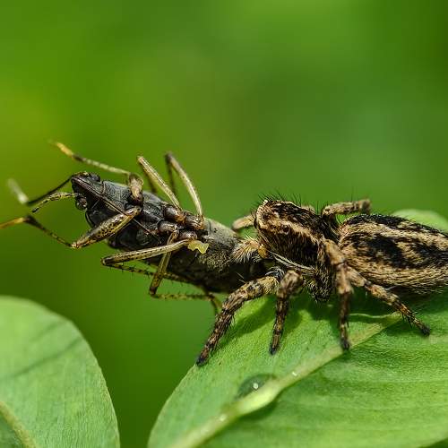 Marpissa muscosa spider hunting