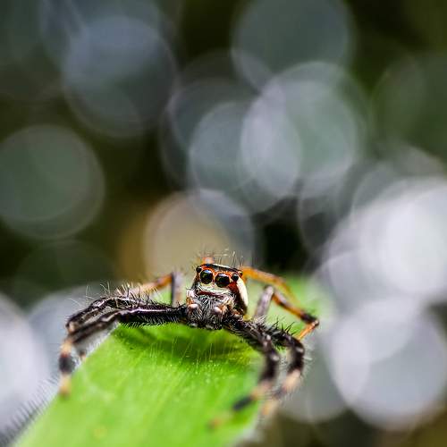 Telamonia Dimidiata in bokeh bubble
