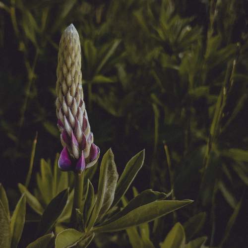 Lines of nature, Молодой люпин