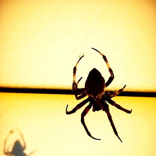 Photo #7227140