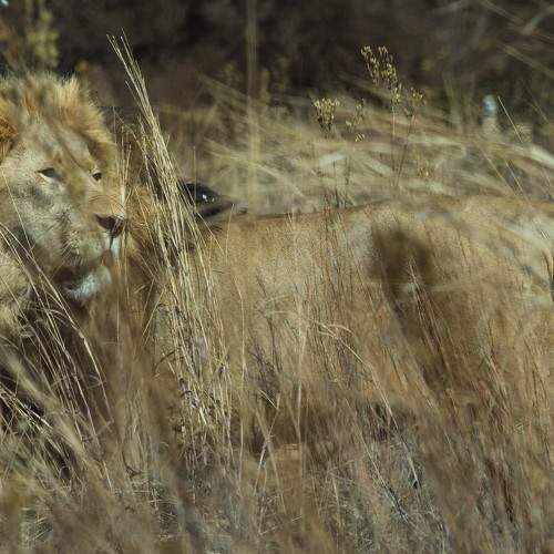Photo #7227294