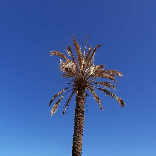 Palm