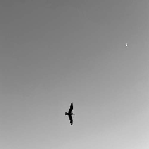Photo #7229299