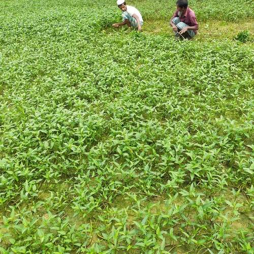 Photo #7232198