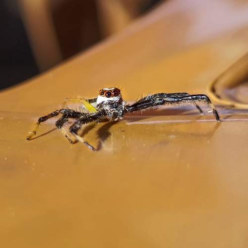 Photo #7232922