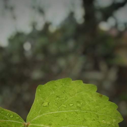 Photo #7232924
