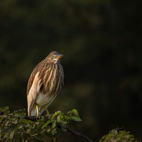 Indian Pond Heron