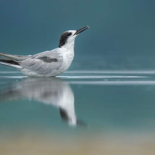sandwich tern reflection