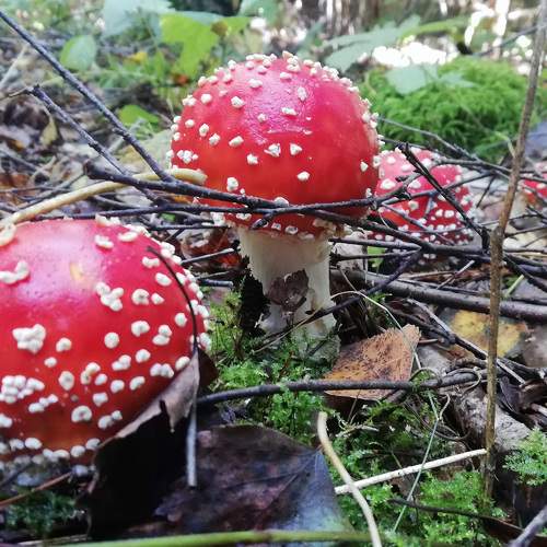 Photo #7234537