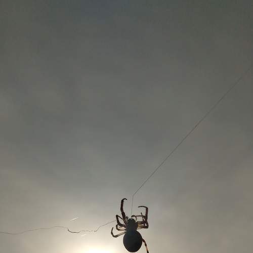 Photo #7234548