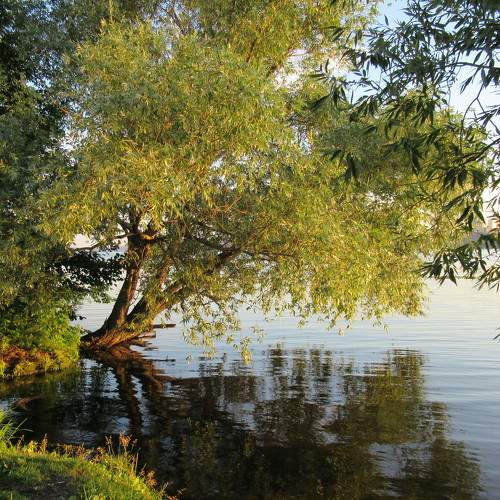 Photo #7234587