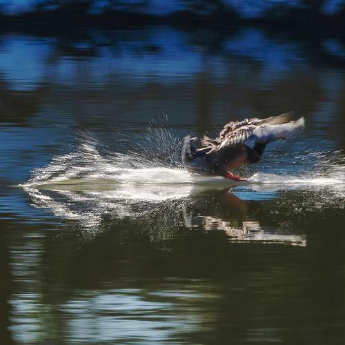 Green head duck landing.