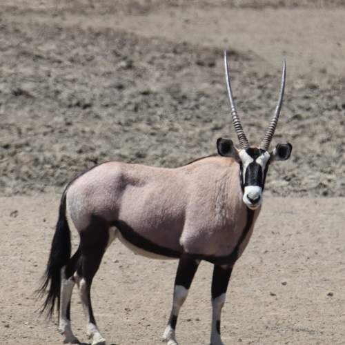 Thirsty Oryx