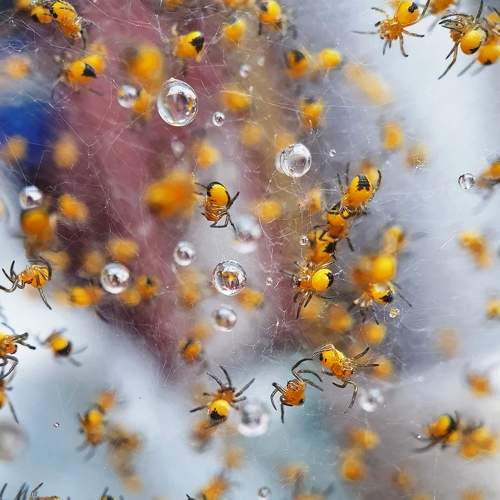 Cluster of diadem spiders