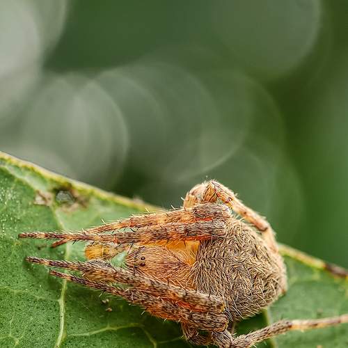 Araneus ventricosus spider resting
