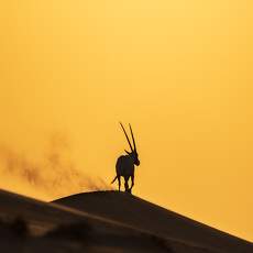 Zubair Irshad