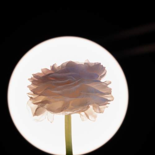 Photo #7237907