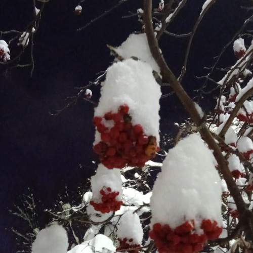 Photo #7238678