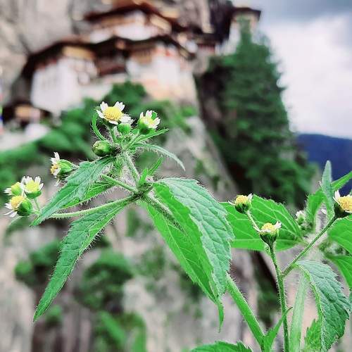 Paro Taktsang Monastery, Bhutan