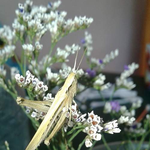 Photo #7239642