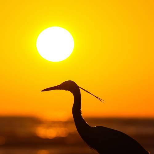 Photo #7242265