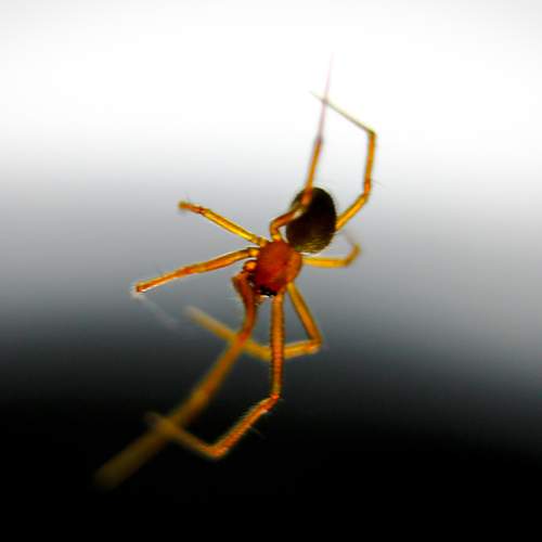 The Spider in my room