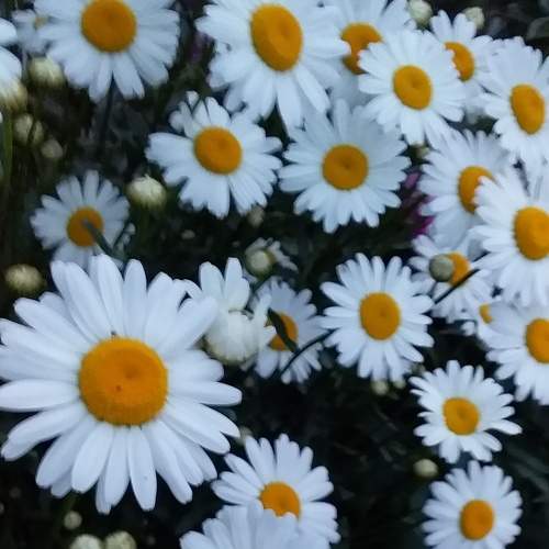 Photo #7243234