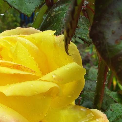 Photo #7243314