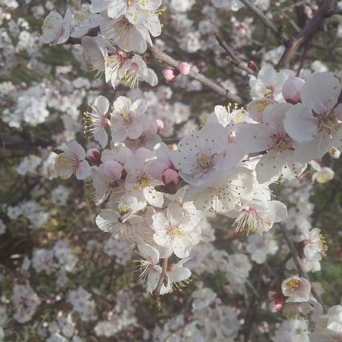 Photo #7243390